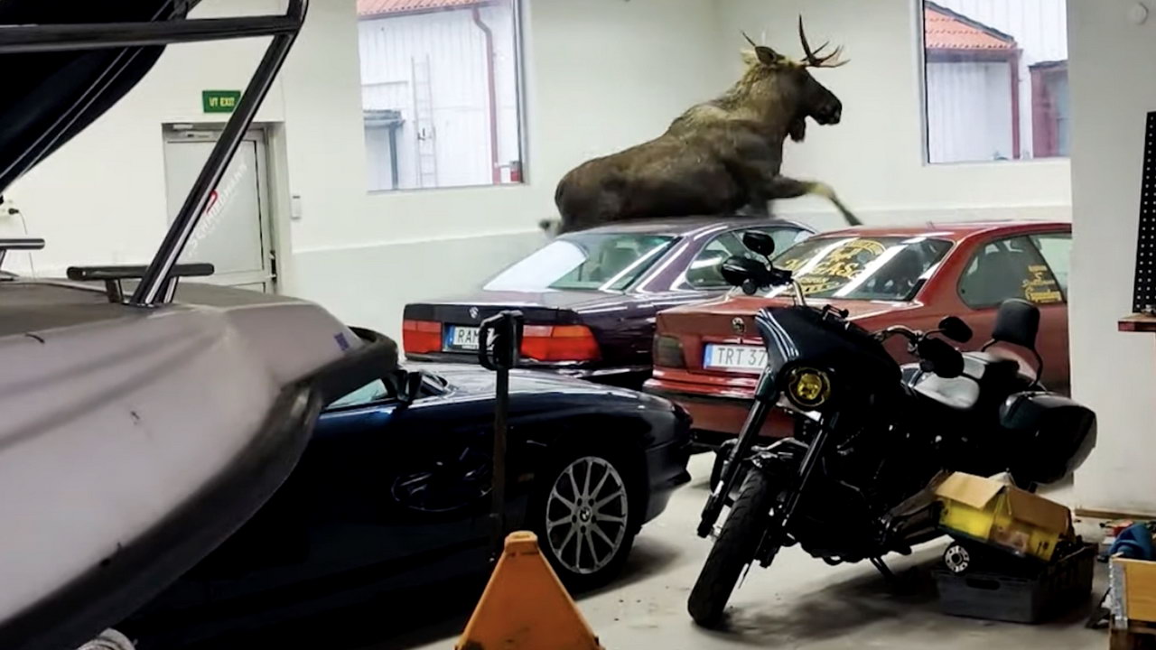 moose-in-bmw