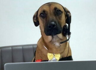 Dog in autosalon