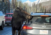 moose