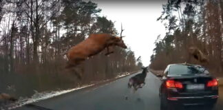 Олени на дороге