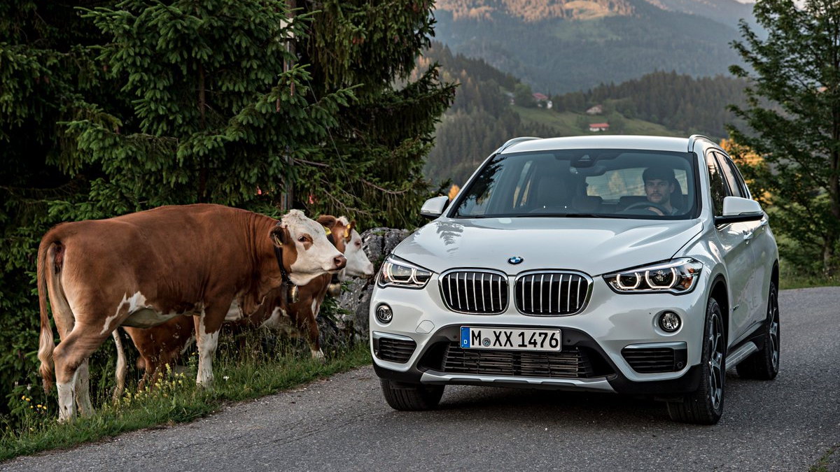 BMW cow