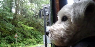 Дальня поїздка