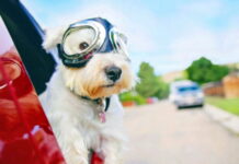 Dog in car