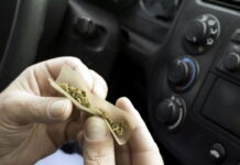 involvement of cannabis