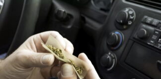 involvement of cannabis