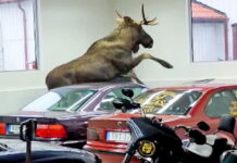 moose-in-bmw