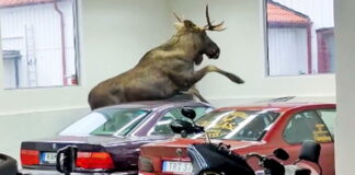 moose-in-bmw