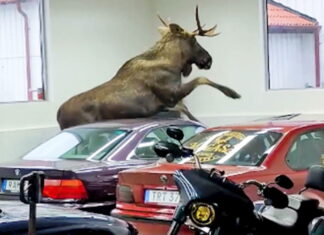 moose-in-bmw