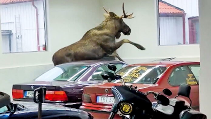 moose-in-bmw