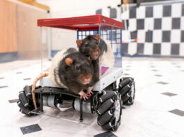 Rats hitting the road