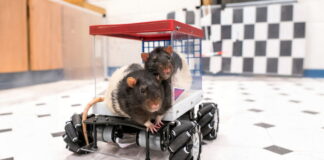 Rats hitting the road