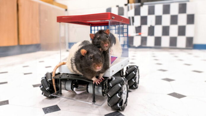 Rats hitting the road